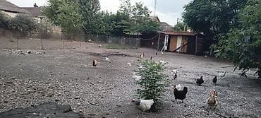 bakida torpaq almaq: 3 sot, Tikinti, Barter mümkündür, Kupça (Çıxarış) — 2