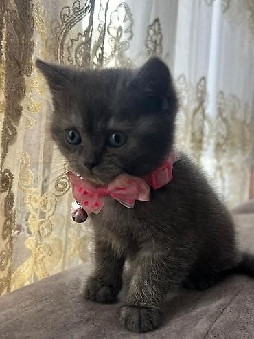 ucuz pişik: Şinşilla — 9