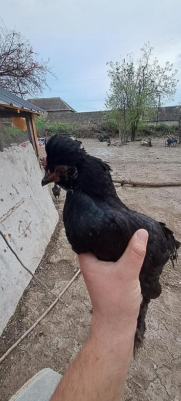 cins atlar: Toyuq, Damazlıq — 7