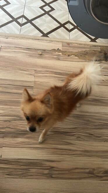 ingilis setter it cinsinin digər adı: Şpitz — 3