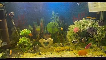 akvarium balıqı: Akvarum 330lt su tutur icinde 30araligi iri olculu balig var akvarimun — 1