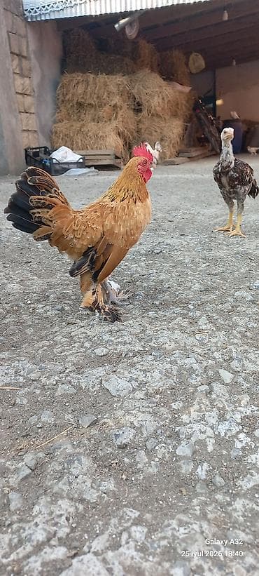 ərəb atı: Toyuq, Damazlıq — 9