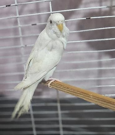 Gəmiricilər: Albinos dişi bala satılır qiyməti 15 m aşağı yeri yoxdu — 2