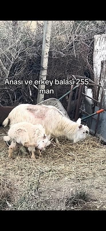 itlerin satisi ucuz: Sannen erkey bala ile buyrun Ana keçi və erkək balası birlikdə — 1