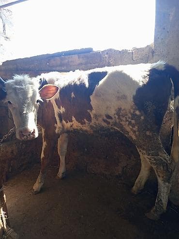 ucuz danalar: 3 baş dişi duyə satılır ünvan Zığ kəndi real alıcıya endirim olacaq — 2