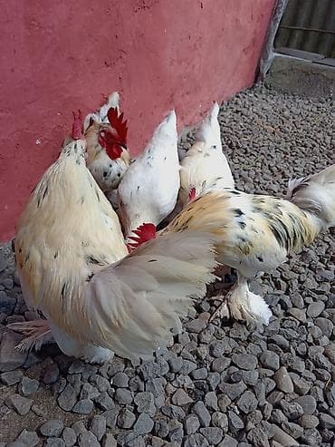 cins at: Toyuq, Damazlıq — 2