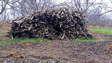 islenmis sifer satilir: 1 Qazel Quru Fındiğ Odunu satılır. Fikri ciddi — 1