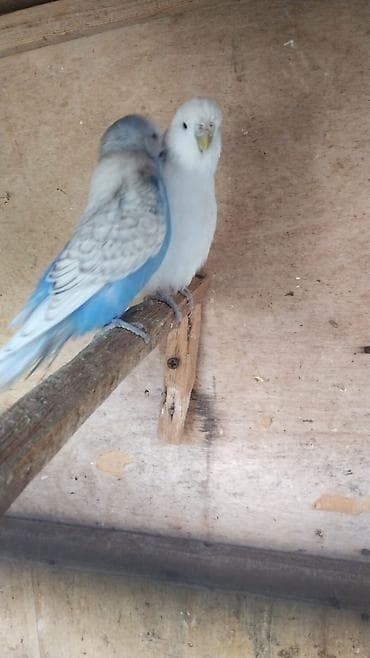 Valnistler 15 manattan hamsi hazirdi alana hopdavoy 12 manat — 3