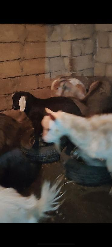 pomeranian satilir: Salam bu keciler satlır 1 erkey 2 dene bogaz 3 denesi balalı 1 subay — 3