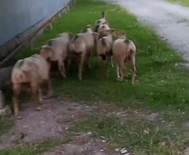 halep kecisi satilir: Dişi, il: 1, Damazlıq — 2