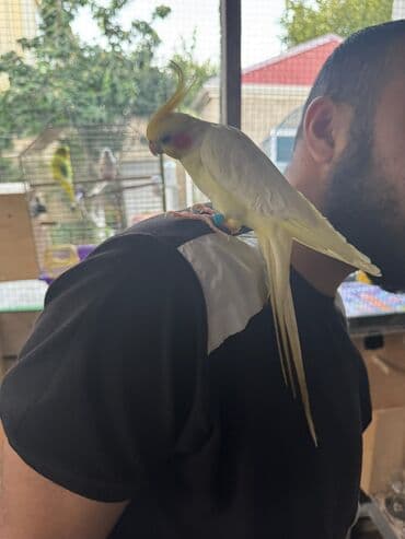 Şampunlar: Növ: Nimfa (Cockatiel) – lutino rəng mutasiyası Rəng və görünüş lalafo.az -da — 3 Şampunlar: Növ: Nimfa (Cockatiel) – lutino rəng mutasiyası Rəng və görünüş — 3