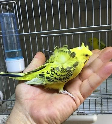 Yaponiclər və yaponicdən dömmələr