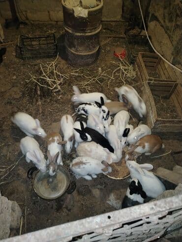 Satlıq dovşanlar – müxtəlif rəng və naxışlarda Məhsulun lalafo.az -da Satlıq dovşanlar – müxtəlif rəng və naxışlarda Məhsulun