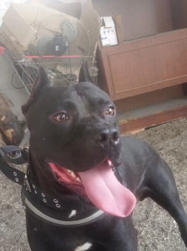 itlər pitbul: Pitbul, 2 il, Erkek — 3