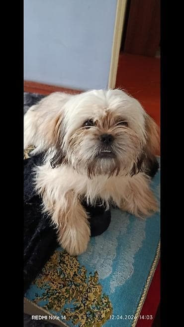 Shi-tsu, 5 ay, Dişi, Peyvəndli