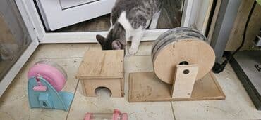 енот в баку купить: Ayın 19 /31 kimi narahat eliyə bilərsiz — 2