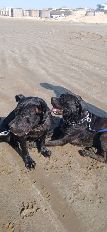 i̇t pudel: 2 ay, Erkek — 3