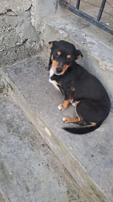 Heyvanlar üçün mallar: Balalar satilir temiz zvanokdu atasiynan anasi ayri cinsdi ama temiz — 6