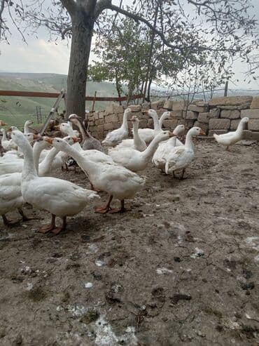 xacmazda satilan inekler: Qaz sürüsü – ev şəraitində saxlanılan, otlaq və geniş həyətə uyğun — 6