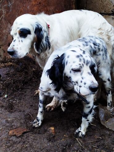 ingilis setteri it cinsi digər adı: Dişi — 1