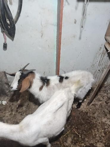 Козы, козлята: Məhsul: Erkək cinsi alpin,ay yarimliq bogazdı,sudluk kecinin — 4