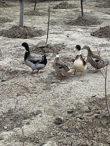 2 ayliq cuceler: Məhsul: Ördəklər (yerli qarışıq cins) 22 ədəd yumurtası var 50 qəpik 1 — 3