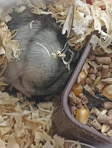 1 aylıq erkək cunqarik satılır. Kiçik məkanlara uyğun, sakit, baxımlı