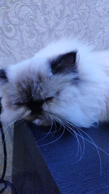 menks cinsi pişik: Fars, Dişi, Yaxşı əllərə, Ünvandan götürmə — 5