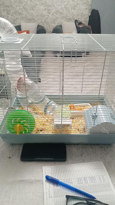 ev itleri balaca: Ağ rəngli cücərtili Cırtdan hamsterlər (xurma gözlü), qəfəs və — 6