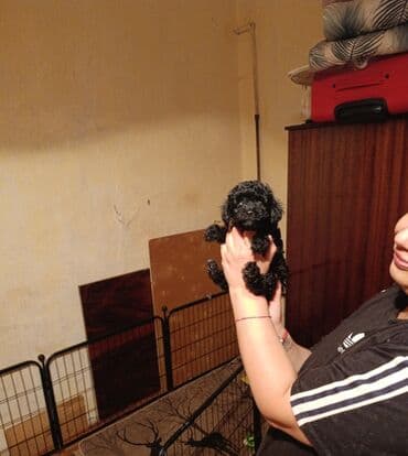 сколько стоит миниатюрный пудель: Пудель — 2