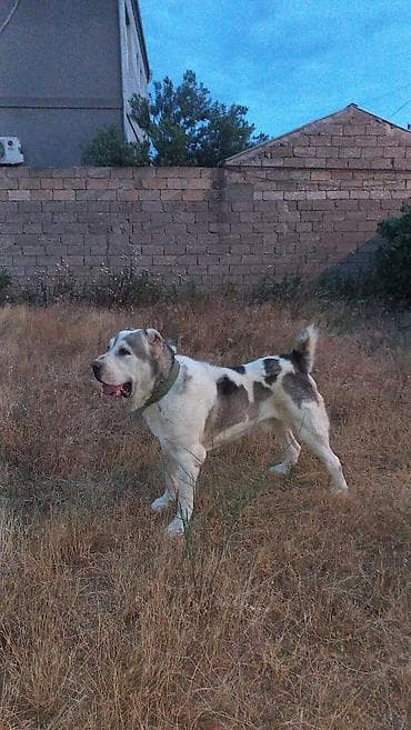 itlə barter: Alabay, 2 il, Erkek — 5