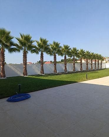 bezek bitkileri: Palma Vaşinqton . 3 metreden 8 9 metreye kimi 1 ədədi 400manatdan — 7