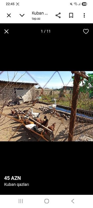 Digər kənd təsərrüfatı heyvanları: Kuban qazları – 45 AZN • Cins: Kuban • Rənglər: ağ və boz-qəhvəyi — 2