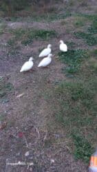 ordək adları: Dişi, Damazlıq, Pulsuz çatdırılma — 2