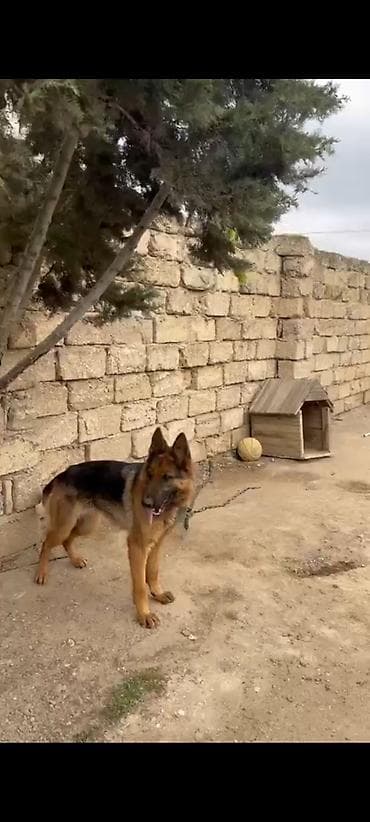 ev iti satilir: Salam temiz sort pasatkali dişidi cox kamandalari bilir hele dogmuyub — 5