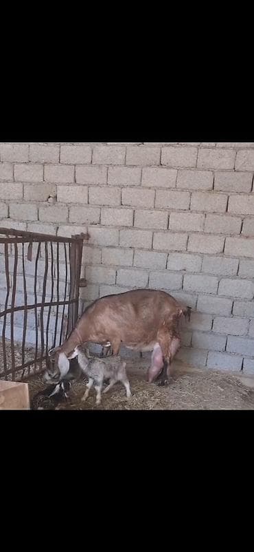 keçi satan: Alpin kecisi 4 lt sud verir 3 balasi var 28 I bu gun dogub cox saglam — 2