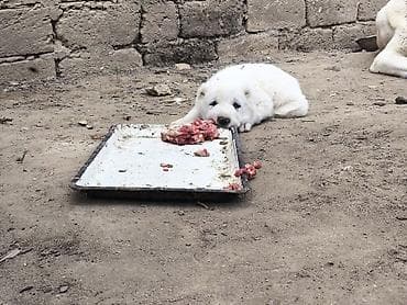 Птицы: Алабай, 1 месяц, Самец, Платная доставка — 6