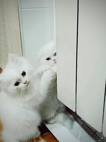 pisi: Şotland — 7