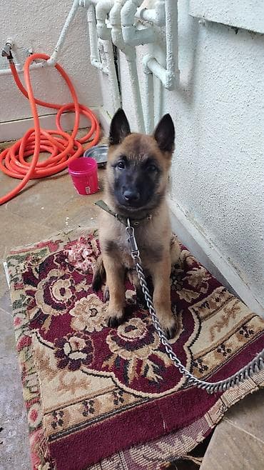 Бельгийская овчарка, 2 месяца, С прививками