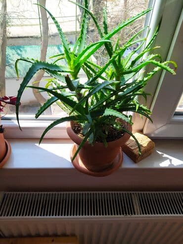 stollar ve stullar: 20 — 2