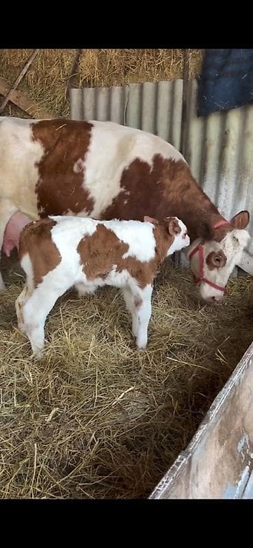 simmental inekler: Satılır təmiz qan simentaldı 32 lt sud verir — 3