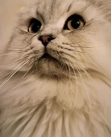 Şotland uzun tüklü, Erkək, Cütləşmə üçün