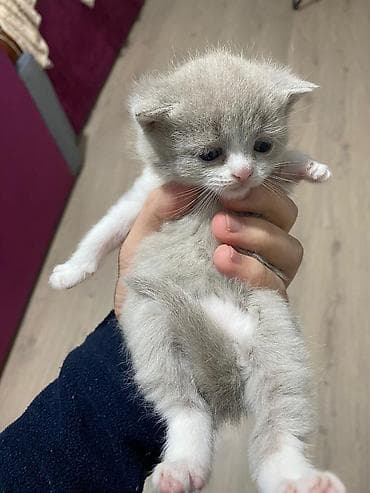 Şotland yastı qulaq