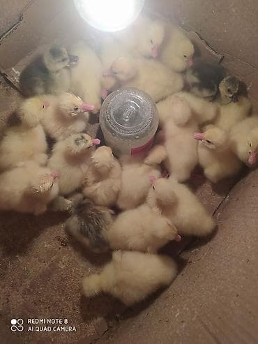 Mövsümə uyğun qaz balaları - Şəkillərdə təsərrüfatda çıxarılan qaz