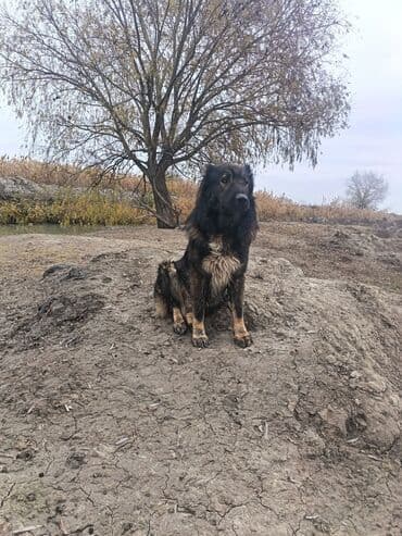 itleri: Qafqaz çoban iti, 4 il, Erkek, Cütləşmə üçün — 6