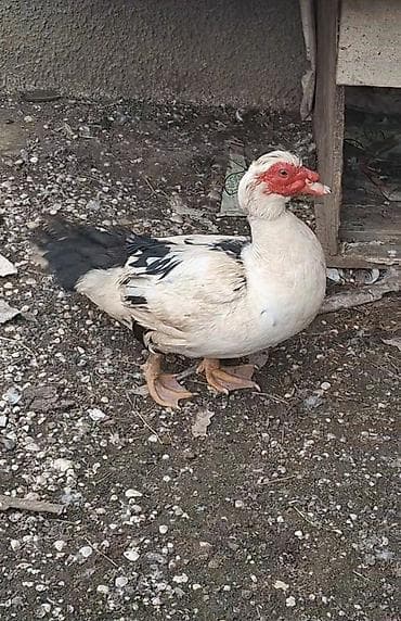 balaca sirin itler: Erkək, | Lal ördək, Damazlıq, Ünvandan götürmə — 1