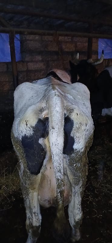 2 ayliq cuceler: Salam döşləri tutulub etlik ücün satıram — 2