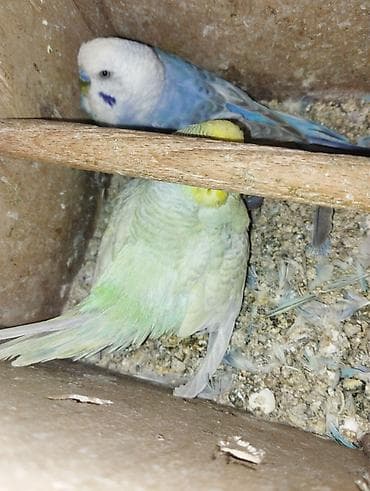 Quşlar: 3 çüt tergitme tutuqusulardir her birinin altında bala ve yumurta var — 3