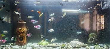 ucuz akvarium baliqlari: Şkafli akvaryum 120 lt içinde 50 balıq moli 2 növglofish neon — 6