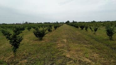 7 ci mikrorayon 1 otaqlı mənzil: 50 sot, Kənd təsərrüfatı, Mülkiyyətçi, Kupça (Çıxarış) — 1